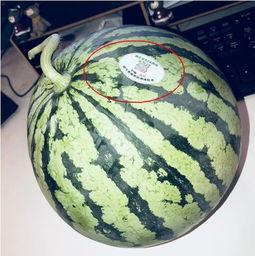 平度网红吃瓜,揭秘背后真相与网络舆论风暴