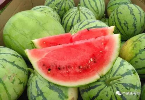 网红吃叉家瓜,趣味横生引发网友热议