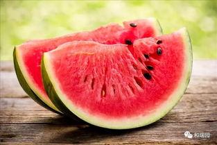 东港二中吃瓜,揭秘校园里的热点话题