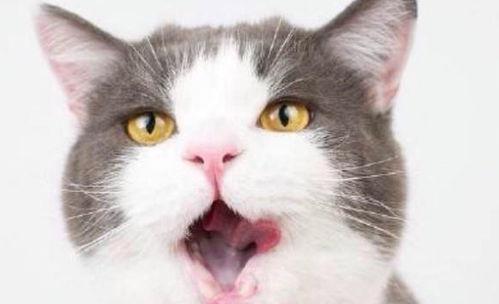 吃瓜直播小肥猫,趣味横生的美食之旅