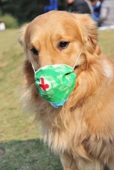 吃瓜和戴口罩的狗,趣味宠物日常