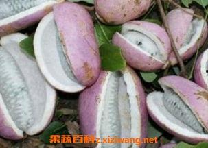 吃巴八月瓜,吃巴八月瓜美食之旅