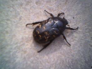 昆虫群众吃瓜视频,揭秘昆虫群众吃瓜的奇妙世界