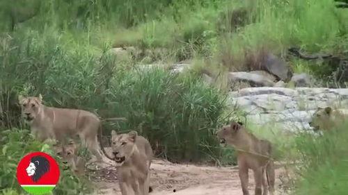 吃瓜群众的狮子,揭秘神秘动物的魅力