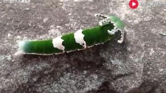 吃瓜搞笑动物视频素材,笑料横生！搞笑动物吃瓜视频大盘点