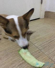 吃瓜土狗,揭秘娱乐圈背后的真实故事